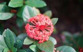 Preview wallpaper Pink Ixora, leafy