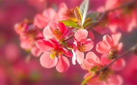 Preview wallpaper Pink quince flowers macro photography