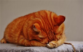 壁紙のプレビュー タビー猫の睡眠