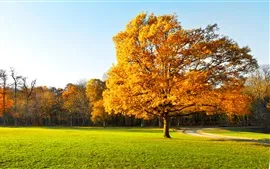 Aperçu fond d'écran Automne, arbres, parc, herbe, chemin
