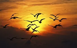 Preview wallpaper Seagulls flying at sunset