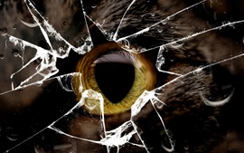 Preview wallpaper Cat yellow eye, glass broken