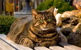 Vorschau des Hintergrundbilder Fette Katze, grüne Augen, graue Streifen