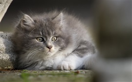 Preview wallpaper Gray furry kitten look