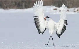Aperçu fond d'écran Oiseau, grue, danse, ailes, hiver, neige