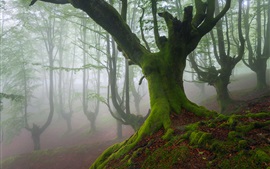 Biscay, Spain, trees, moss, fog, spring