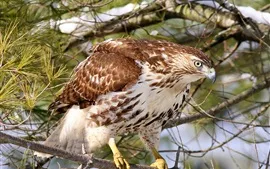 Hawk, buzzard, forest, bird close-up