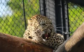 Leopard colère, prédateur, crocs, zoo