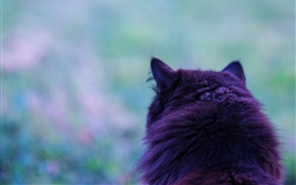 Cat back view