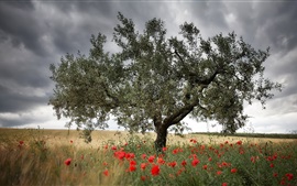 Aperçu fond d'écran Fleurs de coquelicots rouges, arbre unique