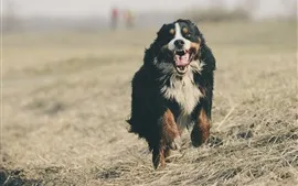 Aperçu fond d'écran Bernois, montagne, chien, courses