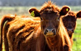 Aperçu fond d'écran Vache brune