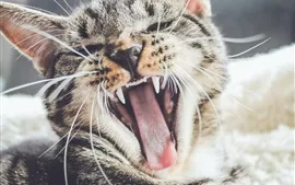 壁紙のプレビュー かわいい猫のハワイ、歯、舌