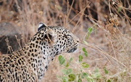 Preview wallpaper Leopard, back view, big cat, grass