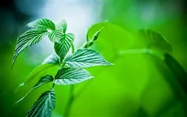Aperçu fond d'écran Vert, feuilles, gros plan, bokeh, plante