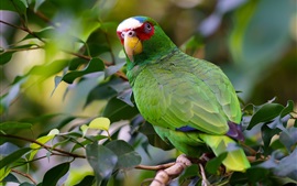 Preview wallpaper Green parrot look back