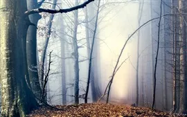 Preview wallpaper Morning, forest, trees, path, fog, autumn