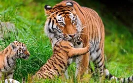 Aperçu fond d'écran Tigre et petits animaux, photographie d'animaux