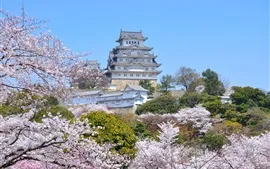Preview wallpaper Travel to Himeji City, spring, sakura blossoms, Japan
