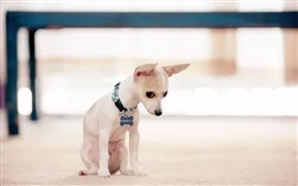 Aperçu fond d'écran Chiot mignon, blanc, animal de compagnie