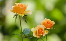 壁紙のプレビュー オレンジの花びらのバラ、花、葉、ボケ