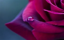 預覽桌布 红色花瓣玫瑰，露水