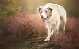 Aperçu fond d'écran Promenade de chien blanc dans le champ de fleurs