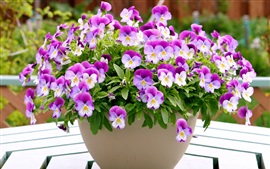 Preview wallpaper A bowl of pansies, purple white petals