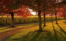 Aperçu fond d'écran Jardin, sentier, arbres, pelouse, automne, soleil