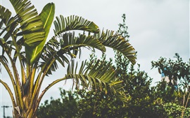 Preview wallpaper Palm trees, leaves