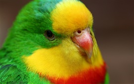 Parrot head close-up, colorful feathers, beak, eye