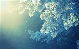 Preview wallpaper Pine twigs, snow, winter