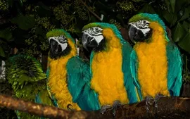 Aperçu fond d'écran Trois perroquets, aras bleue et jaune
