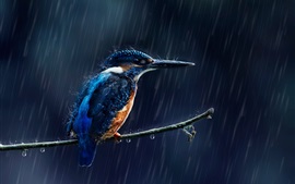 Preview wallpaper Kingfisher in the rain