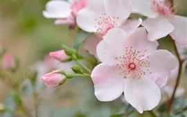 Aperçu fond d'écran Fleurs de roses roses, gouttes d'eau