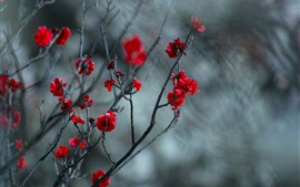 Preview wallpaper Red plum flowers, twigs, blurry background