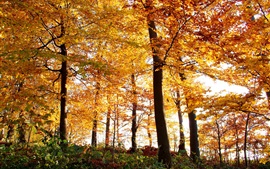 Preview wallpaper Autumn, forest, trees, yellow leaves