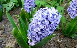 Blue hyacinth flowers, field