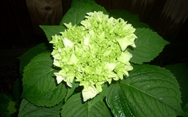 Preview wallpaper Green hydrangea flowers