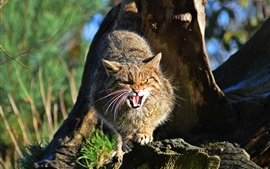 Preview wallpaper Wild cat angry