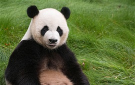 Aperçu fond d'écran Panda s'asseoir sur l'herbe, te regarder