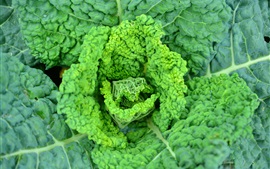 Preview wallpaper Savoy cabbage, vegetable leaves close-up
