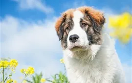 Aperçu fond d'écran Vue extérieure au chien, fleurs, bokeh