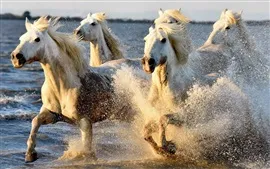 Aperçu fond d'écran Chevaux coulant dans l'eau, éclaboussures