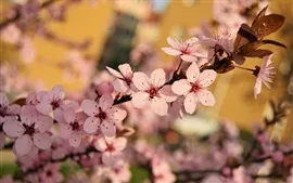 Aperçu fond d'écran Le printemps, les fleurs aux prunes fleurissent, les brindilles