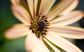 Bright flower, petals, pollen