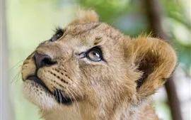 壁紙のプレビュー ライオンは、頭、顔を見上げる