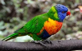 Aperçu fond d'écran Parrot, oiseau, plumes colorées