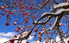 Visualizar papel de parede Árvore de bagas vermelhas, inverno, neve