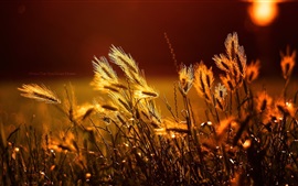 Preview wallpaper Grass under sunshine, bokeh